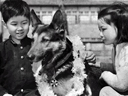 名犬物語　断崖の少年